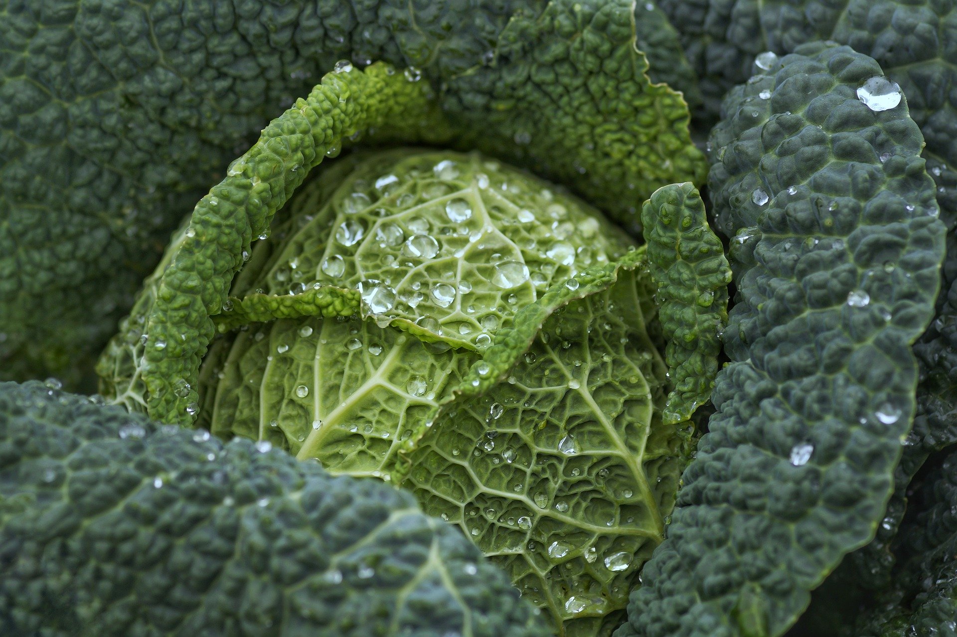cabbage-4513641_1920